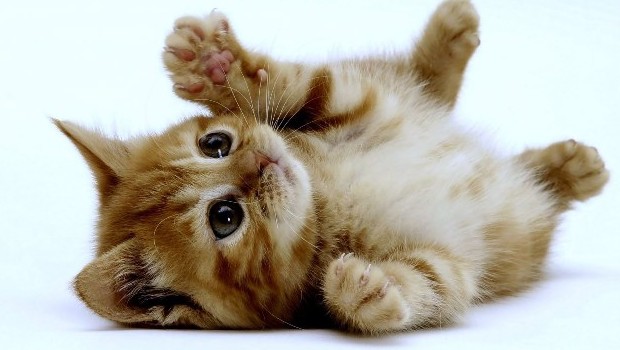 A chi non piacciono i gattini?