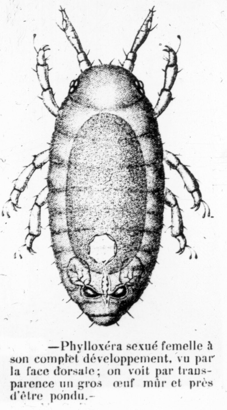 Focus #001: la fillossera