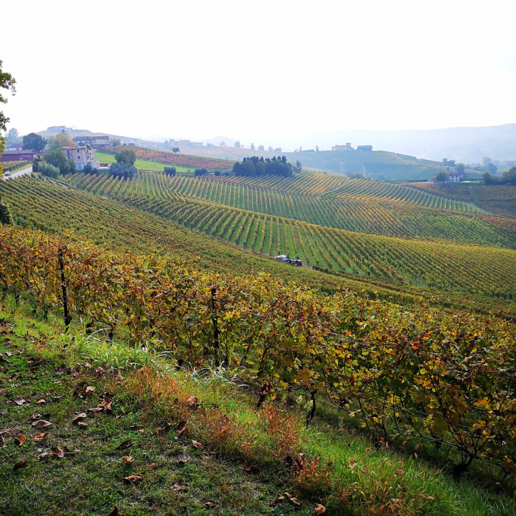 Cavallotto - Castiglione Falletto - Barolo