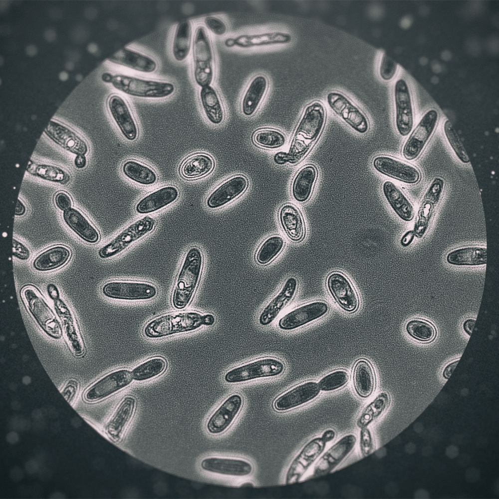 IoBevoTanto - Brettanomyces Bruxellensis