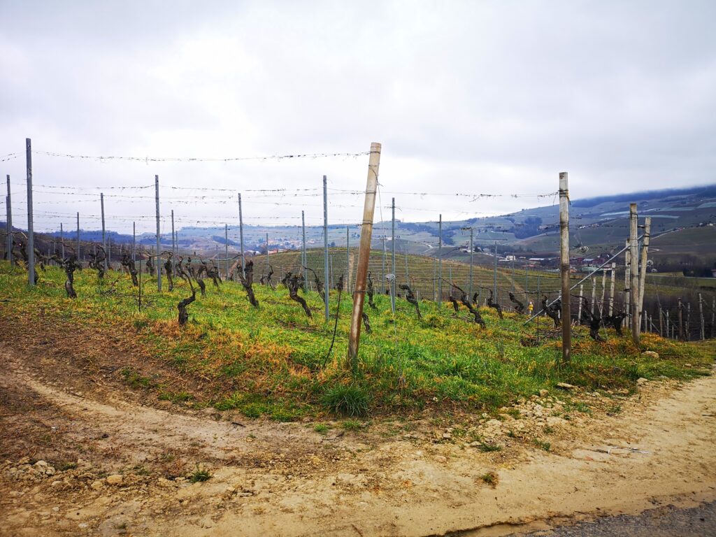 iobevotanto - il barolo