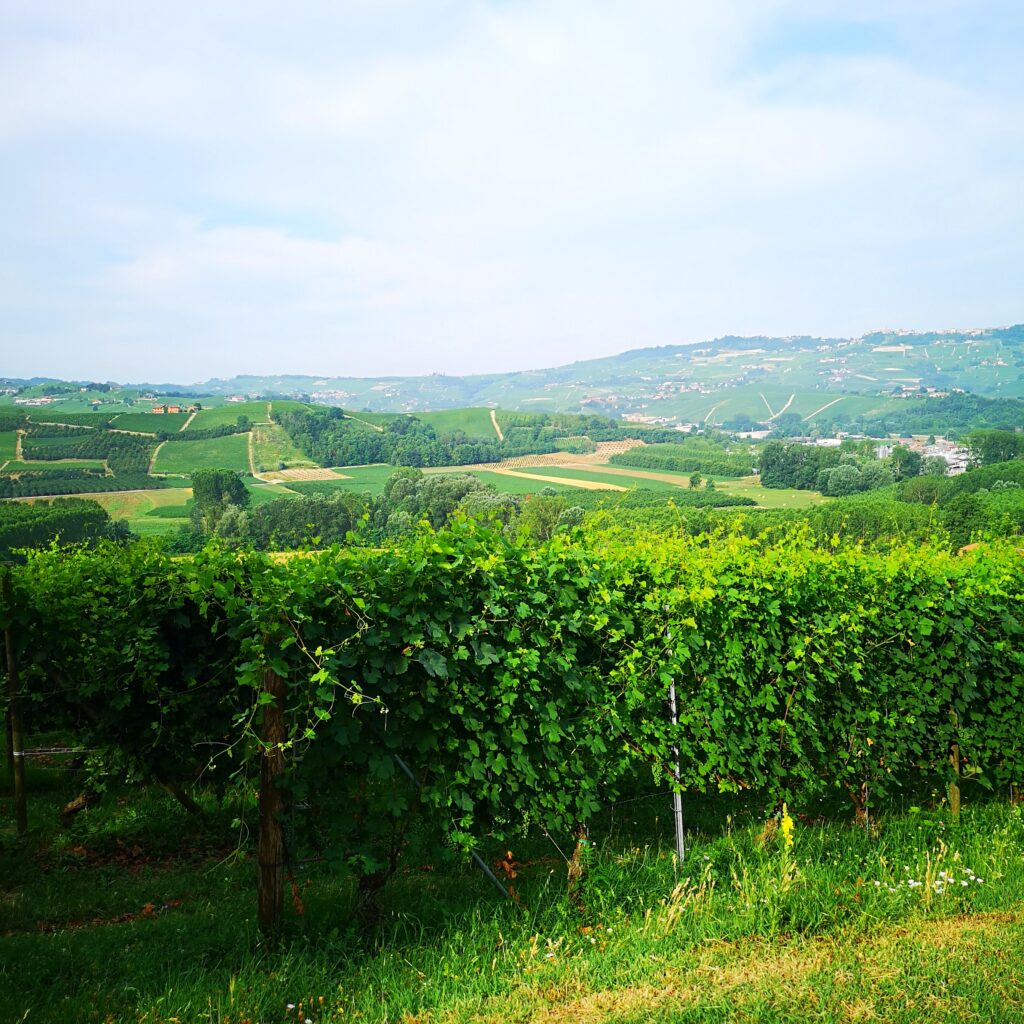iobevotanto - il barolo