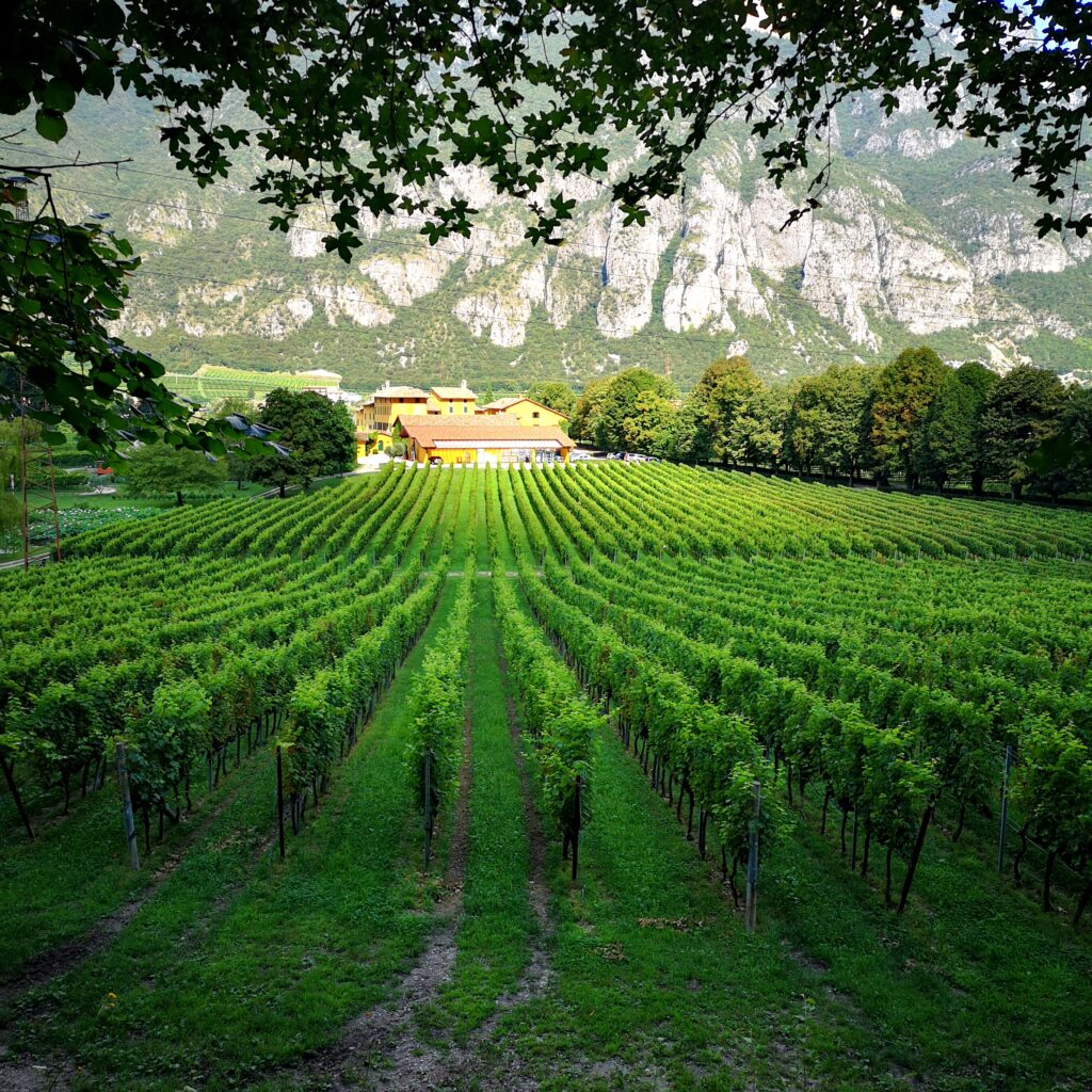 Anselmo Guerrieri Gonzaga - Tenuta San Leonardo - Intervista