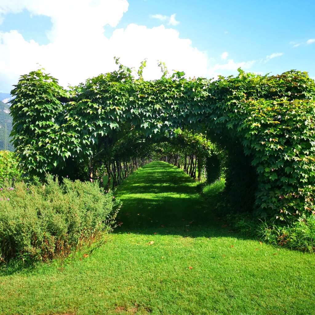 Anselmo Guerrieri Gonzaga - Tenuta San Leonardo - Intervista