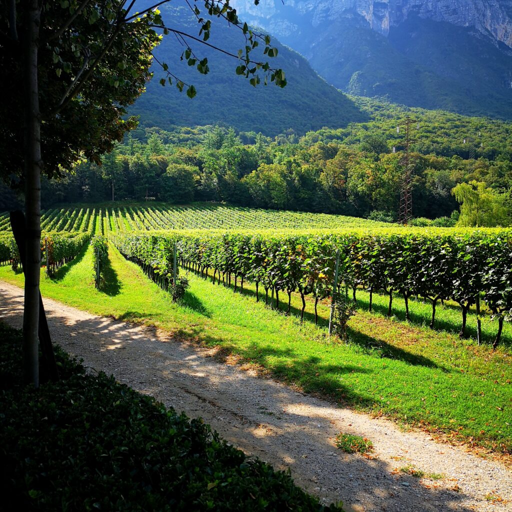 Anselmo Guerrieri Gonzaga - Tenuta San Leonardo - Intervista