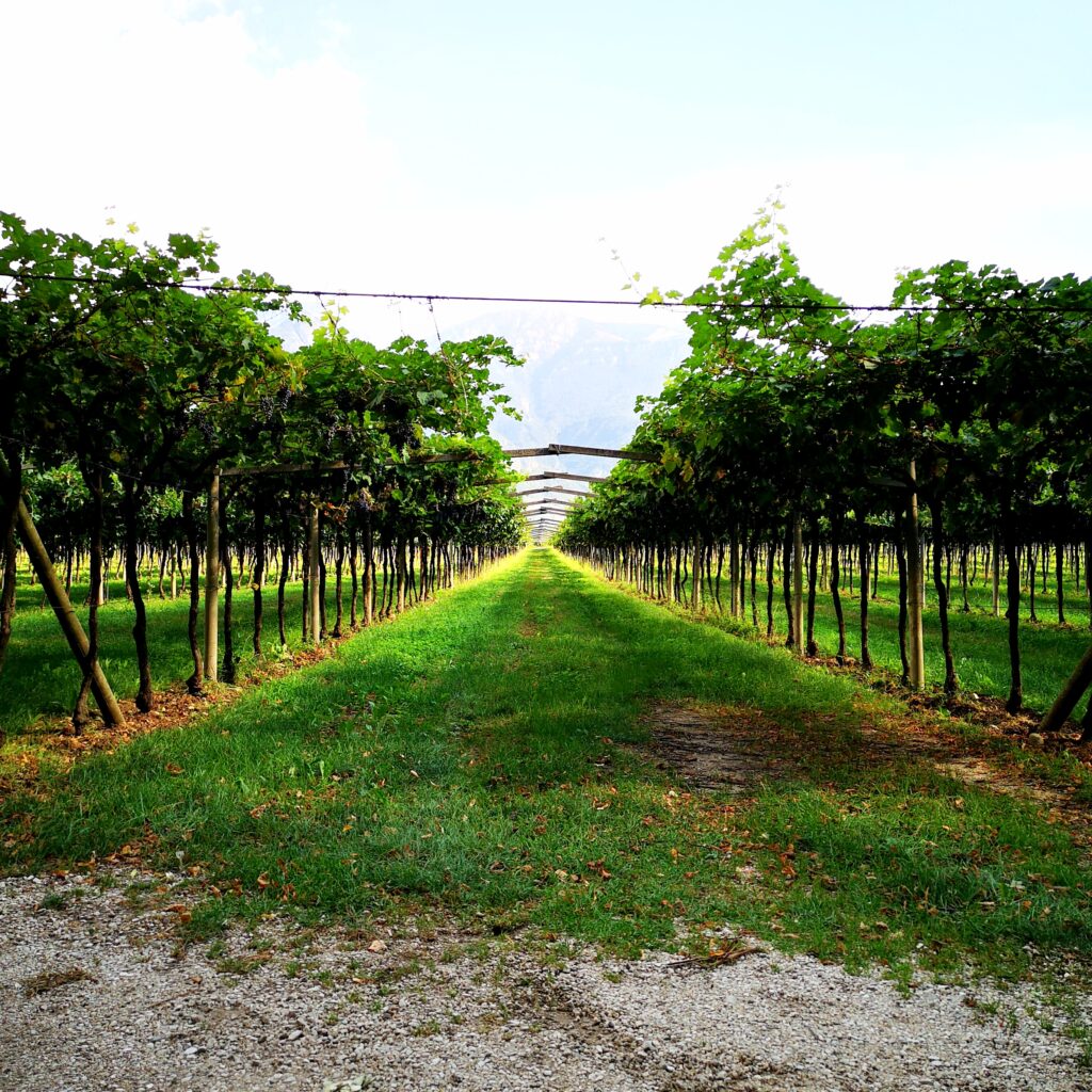 Anselmo Guerrieri Gonzaga - Tenuta San Leonardo - Intervista