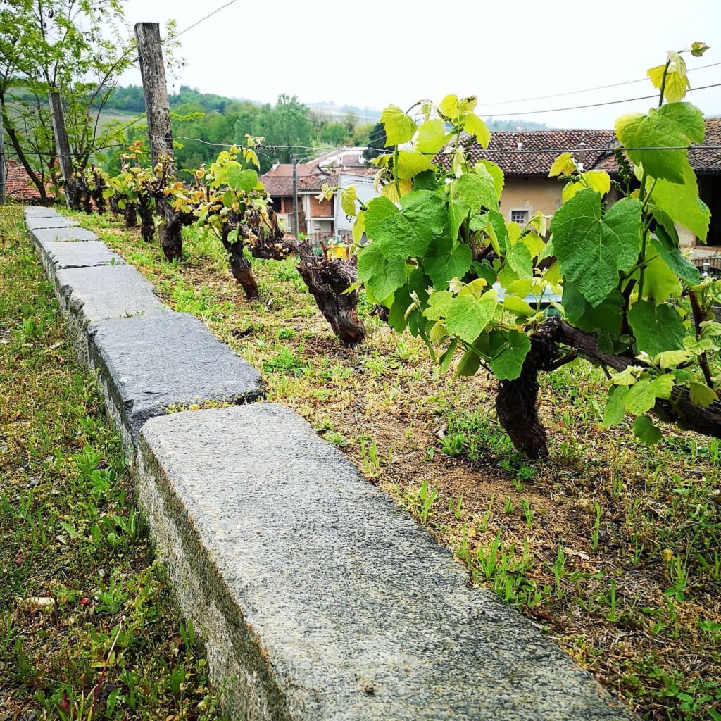 CASCINA FONTANA - PERNO - VISITA IN CANTINA
