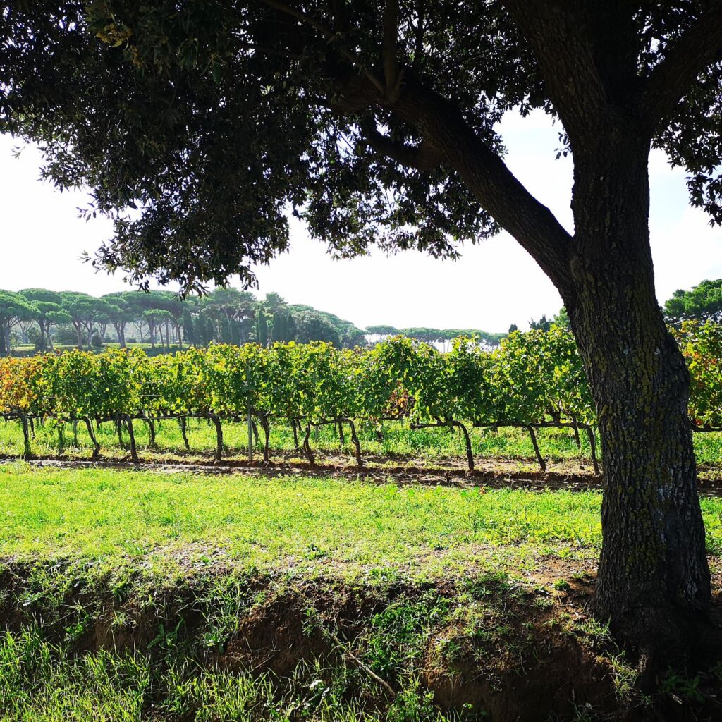 LEONARDO RASPINI - TENUTA ARGENTIERA
