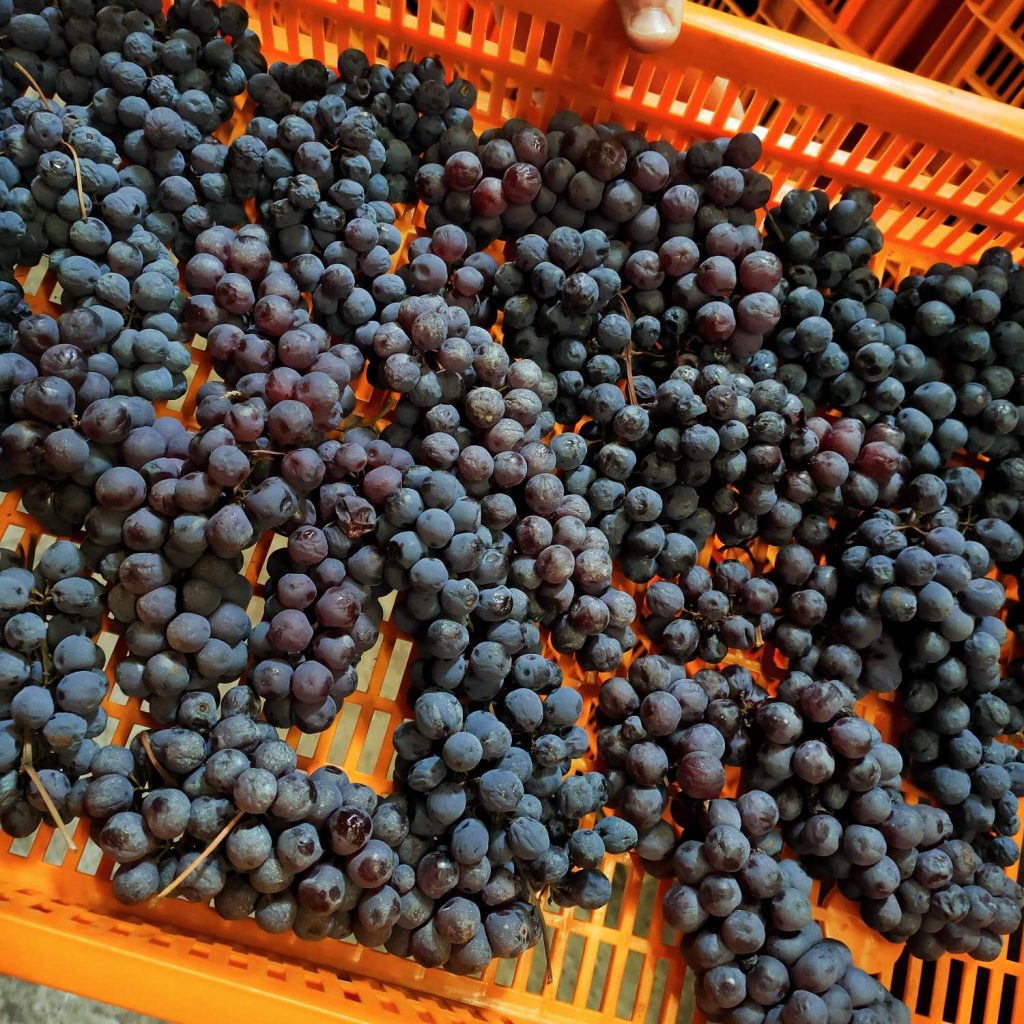 LA PERLA DI MARCO TRIACCA - VISITA IN CANTINA